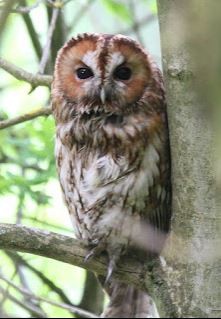 Tawny Owl 